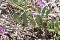 Rhinotropis nitida tamaulipana