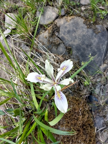 iNaturalist observation photo of Pacific Coast Irises