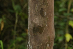 Backhousia leptopetala