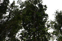 Backhousia leptopetala