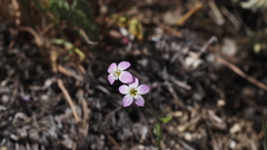 Gilia diegensis
