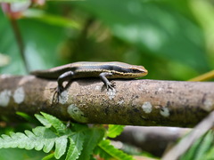 Eutropis multicarinata