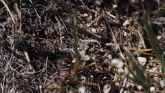 Gilia diegensis