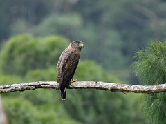 Spilornis holospilus