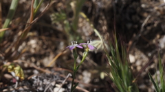 Gilia diegensis