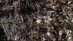Gilia diegensis