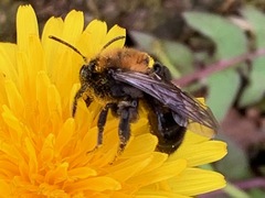 Andrena