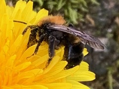 Andrena
