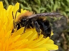 Andrena