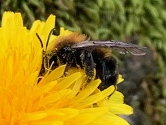 Andrena