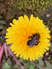 Andrena