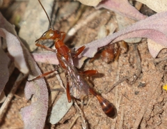 Ammophila wrightii