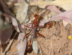 Ammophila wrightii