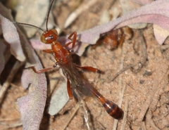 Ammophila wrightii