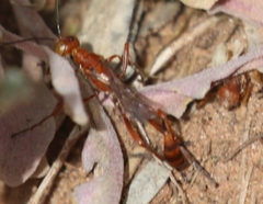 Ammophila wrightii