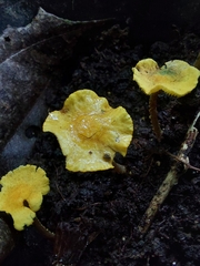Lepiota trichroma