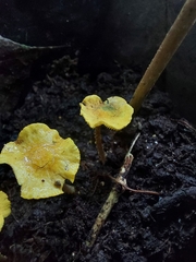Lepiota trichroma
