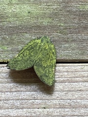 Ricania sublimata