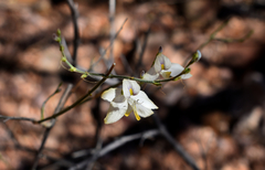 Carlowrightia arizonica
