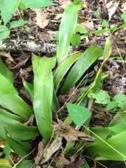 Carex fraseriana