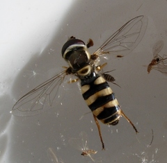 Ischiodon