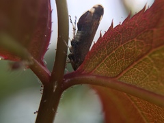 Fieberiella florii