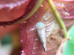 Fieberiella florii