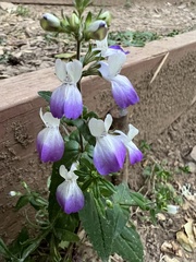 Collinsia multicolor