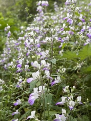 Collinsia multicolor