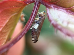 Fieberiella florii
