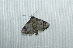 Hiaspis closteroides