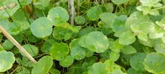 Hydrocotyle vulgaris