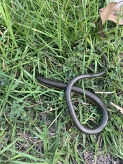 Ophisaurus ventralis