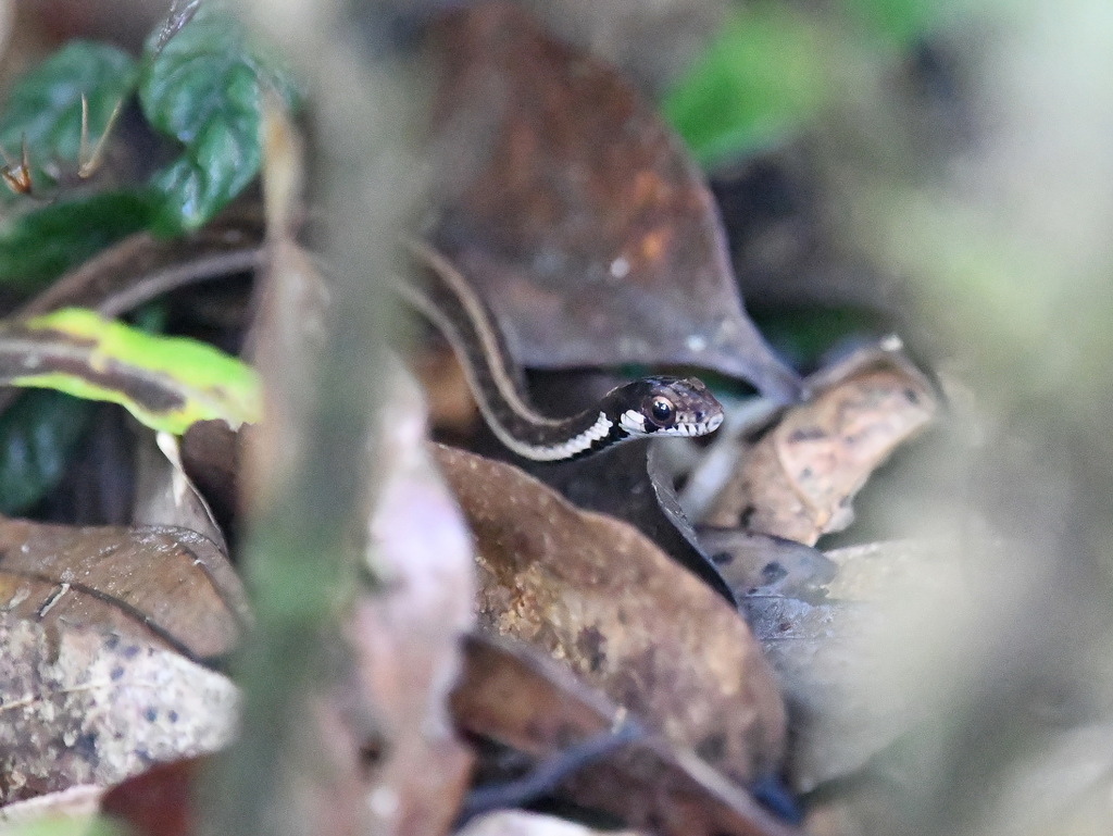 White-Lined Water Snake