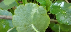 Hydrocotyle vulgaris