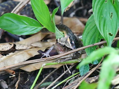 Spotted Water Snake photo 2