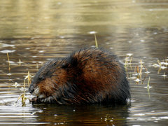 Muskrat photo 5