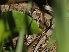 Pseudemoia rawlinsoni