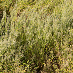 Eragrostis setifolia