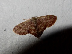 Lophophleps phoenicoptera