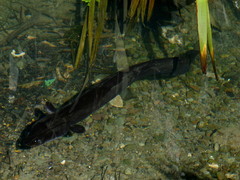 Anguilla dieffenbachii