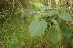 Mallotus claoxyloides
