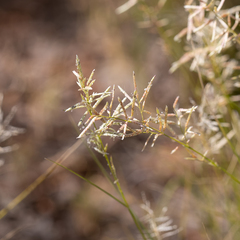Eragrostis setifolia