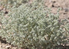 Johnstonella