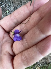 Neogaerrhinum strictum