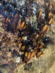 Halosaccion glandiforme