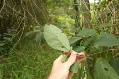 Mallotus claoxyloides