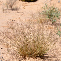 Eragrostis falcata