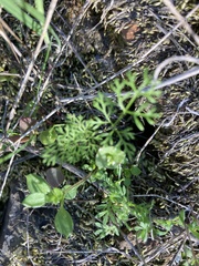 Apiastrum angustifolium
