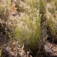 Eragrostis setifolia